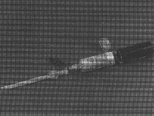 S8000106